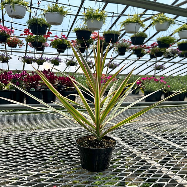 Dracaena Marginata "Bicolor"