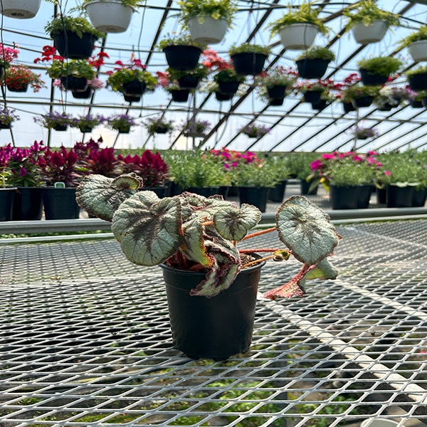 Begonia Rex