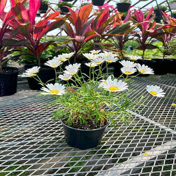 ARGYRANTHEMUM EVEREST (WHITE)