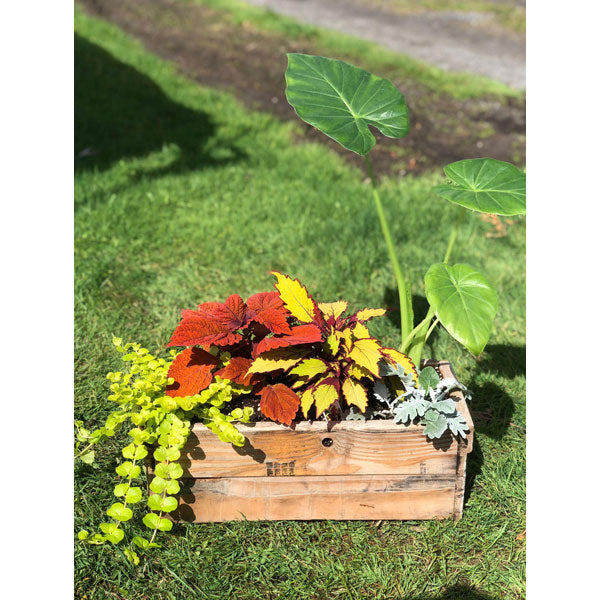 EMARVILLE ARRANGEMENT EXOTIC