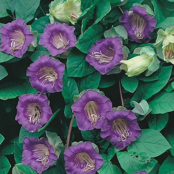 COBAEA SCANDENS ( GALON )