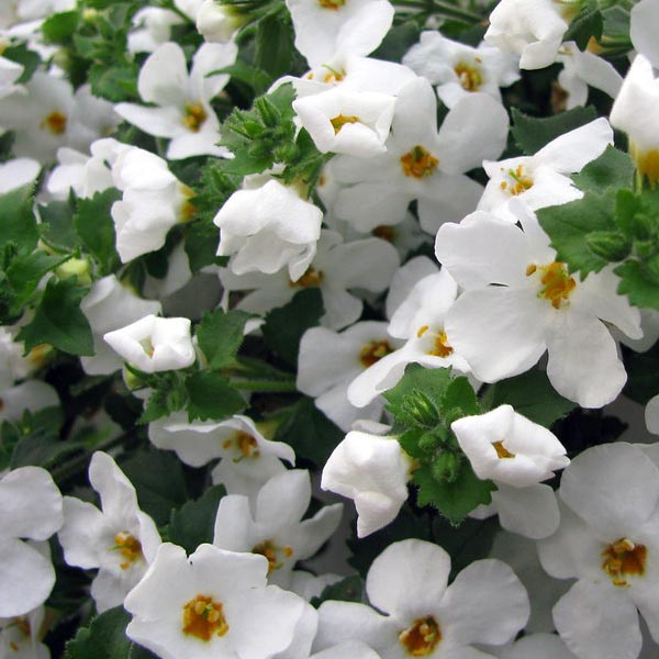 Bacopa Sutera spp. 2 plants par pot Epic