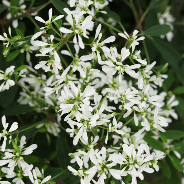 Euphorbia hyperifolia