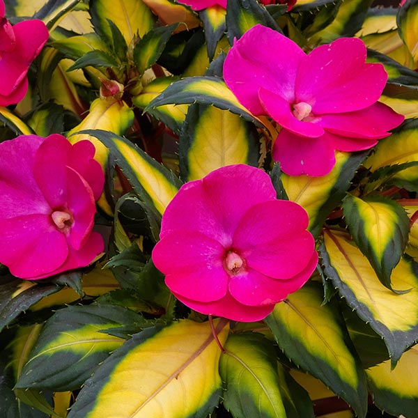 Impatiens X Hawkeri Sunpatiens Compact ( Gallon )