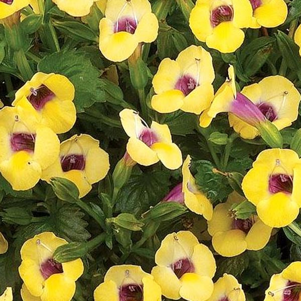 Torenia Moon pot de 4,5 po