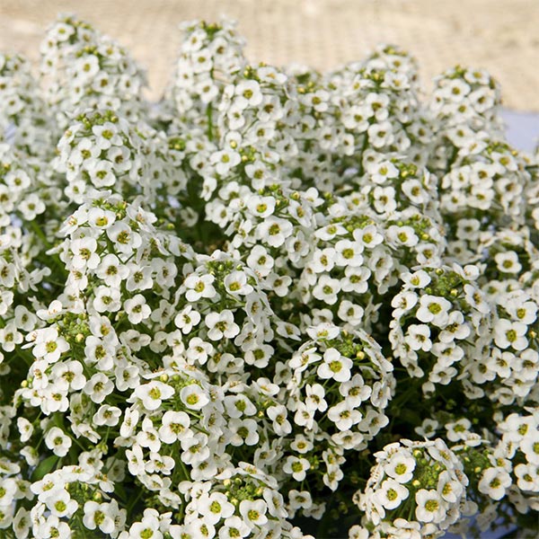 Lobularia Stream Compact Pot de 4,5 po