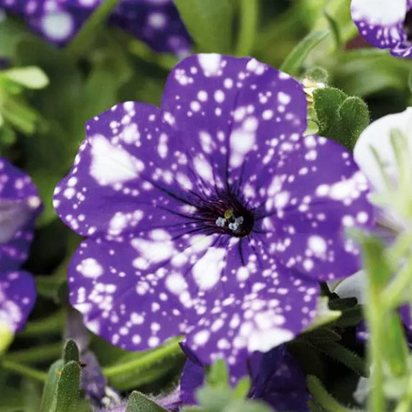 PETUNIA HEADLINER VIOLET SKY ( PANIER SUSPENDU 10" )