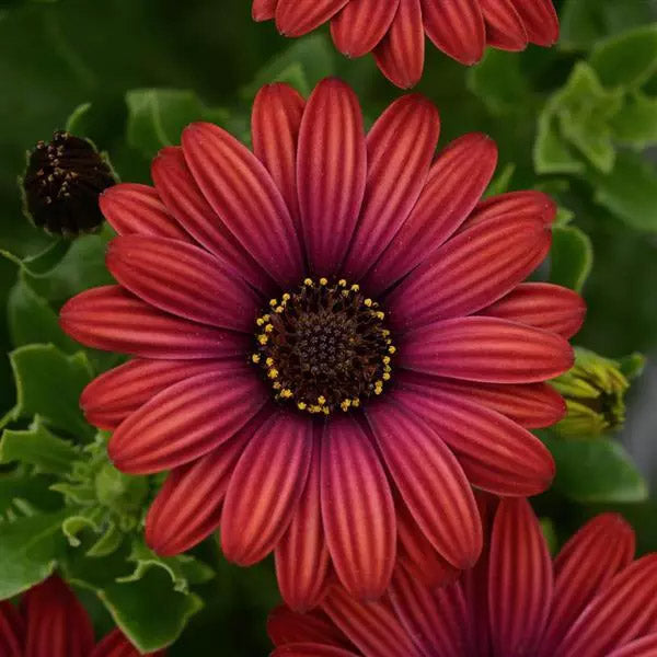 Osteospermum S Pot de 4,5 pouces