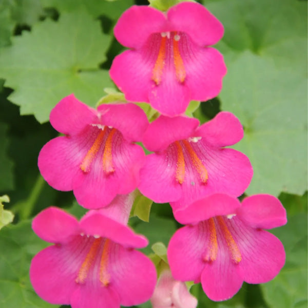 Lophospermum Lofos Compact Rose (Hanging Basket 10")