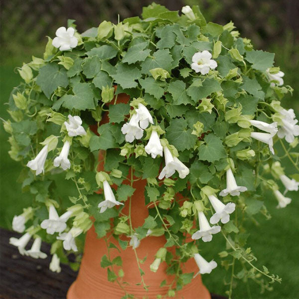 Lophospermum Lofos Compact White (Panier suspendu 25 cm)