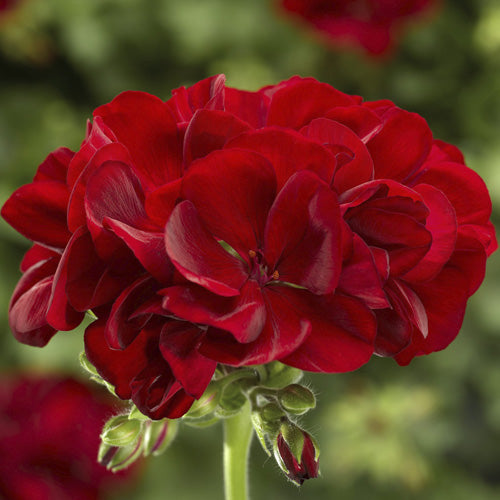 Calendula Medium Dark Red