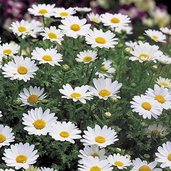 Chrysanthème Pal Snowland (Boîte de 9 plants)