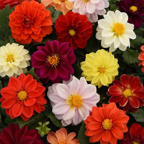 Dahlia Figaro Mix