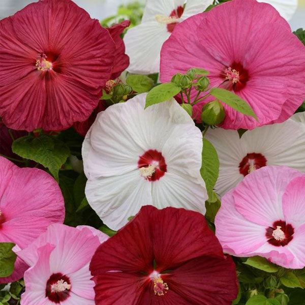 MÉLANGE D'HIBISCUS LUNA (GALLON)