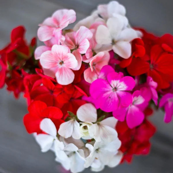 Bonanza (Lot de 9 plants)