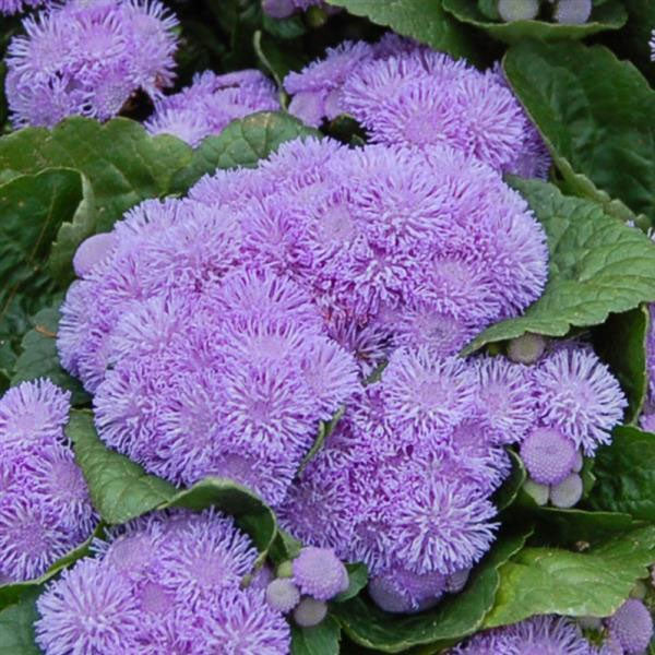 Ageratum Aloha Blue