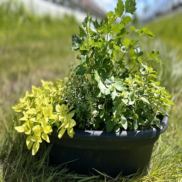 Emarville Mini Garden (Fine Herbs 3)
