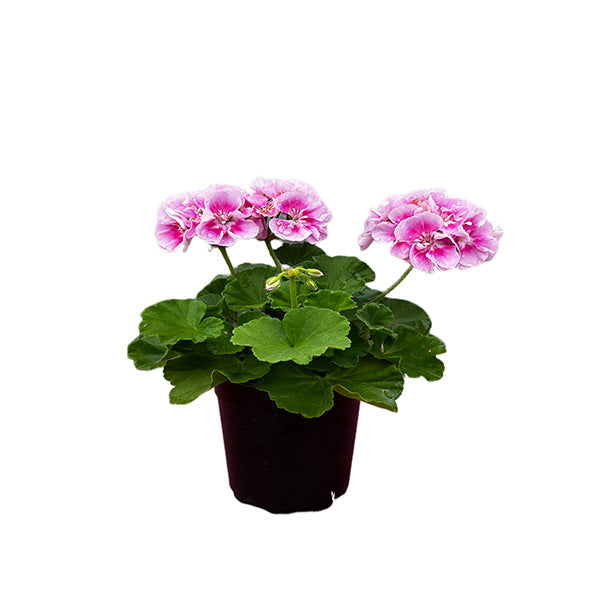 Géranium pot 5 po