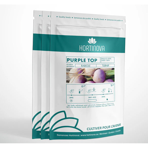 Navet Purple Top - Semences à pollinisation libre