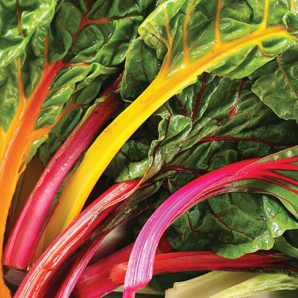 Swiss Chard Celebration Multicolor
