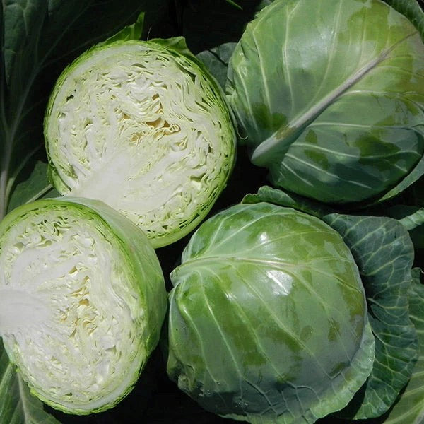 Summer Cabbage Kilagreg Green
