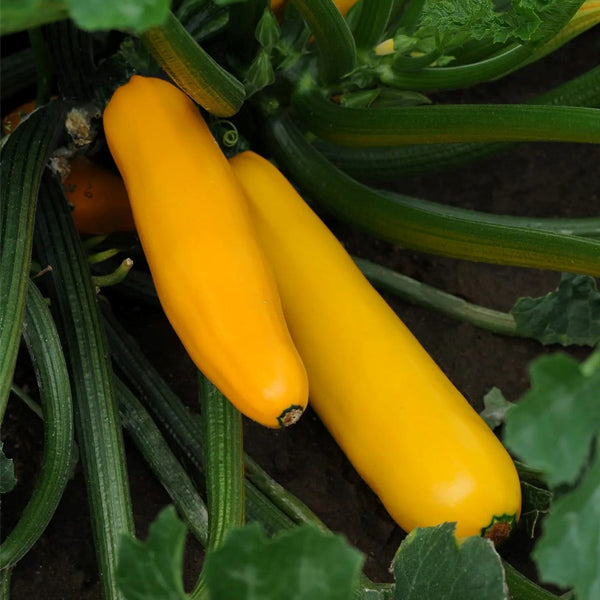 Zucchini Gold