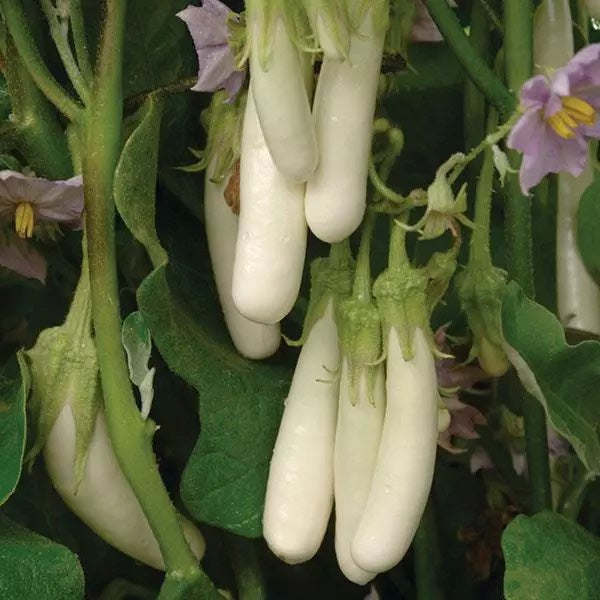 Eggplant HYB Gretel White Untreated