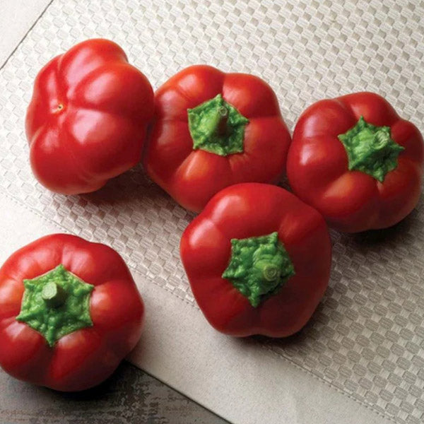 Sweet Pepper HYB Right On Red (Hung.Cheese)