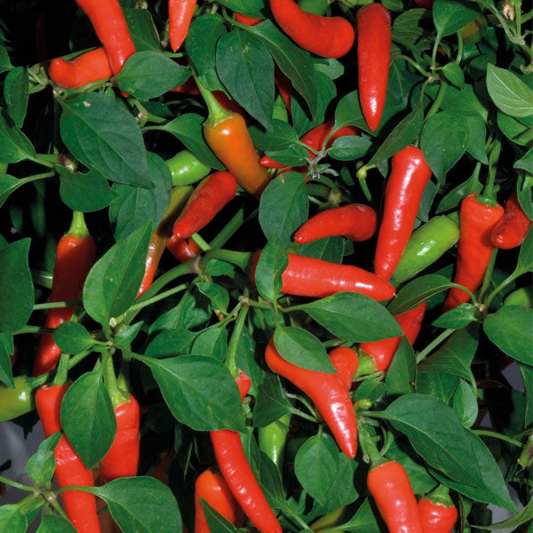Hot Pepper HYB Super Chili Red Untreated