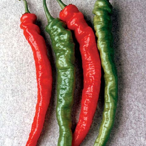 Hot Pepper HYB Mesilla (Cayenne) Red