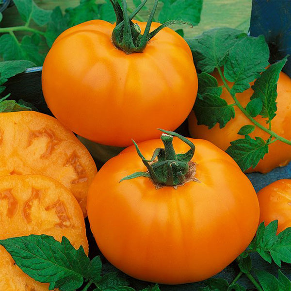 Tomato HYB Chef's Choice Orange
