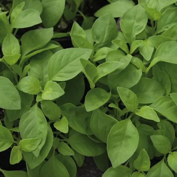 Italian Parsley Peione 4.5" POT