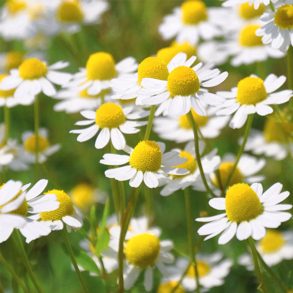 Chamomile Common 4.5" POT