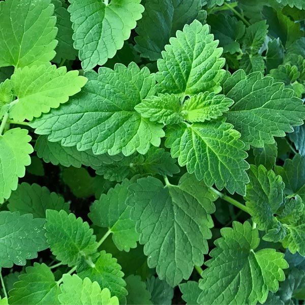 French Thyme Orangelo 4.5" POT