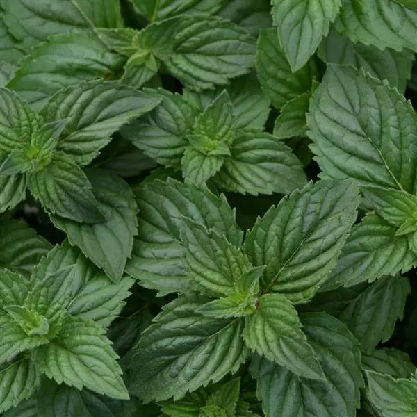 Menthe poivrée droite (non enracinée)