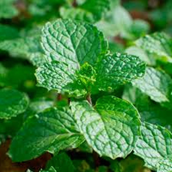 Menthe espagnole en pot de 5"