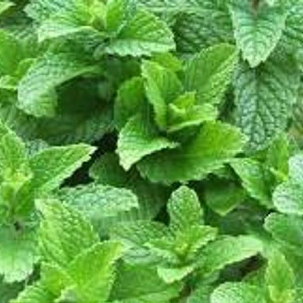 Mint Spearmint Ky Colonel 4.5" POT