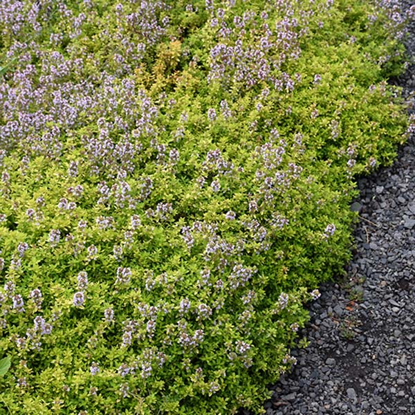 Thyme Cit Lemon Variegated 4.5" POT