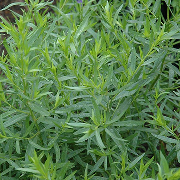 FRENCH TARAGON 4.5" POT