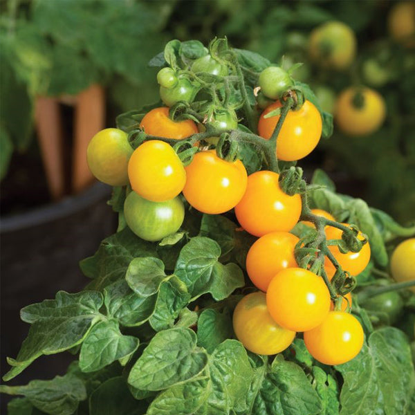 TOMATO YELLOW CANARY