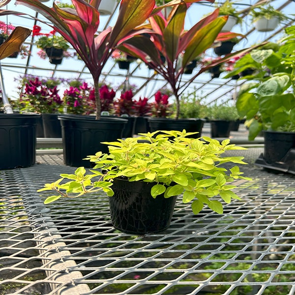 Origan Aureum POT de 11,4 cm