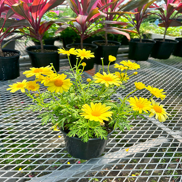 ARGYRANTHÈME JAUNE BEAUTÉ