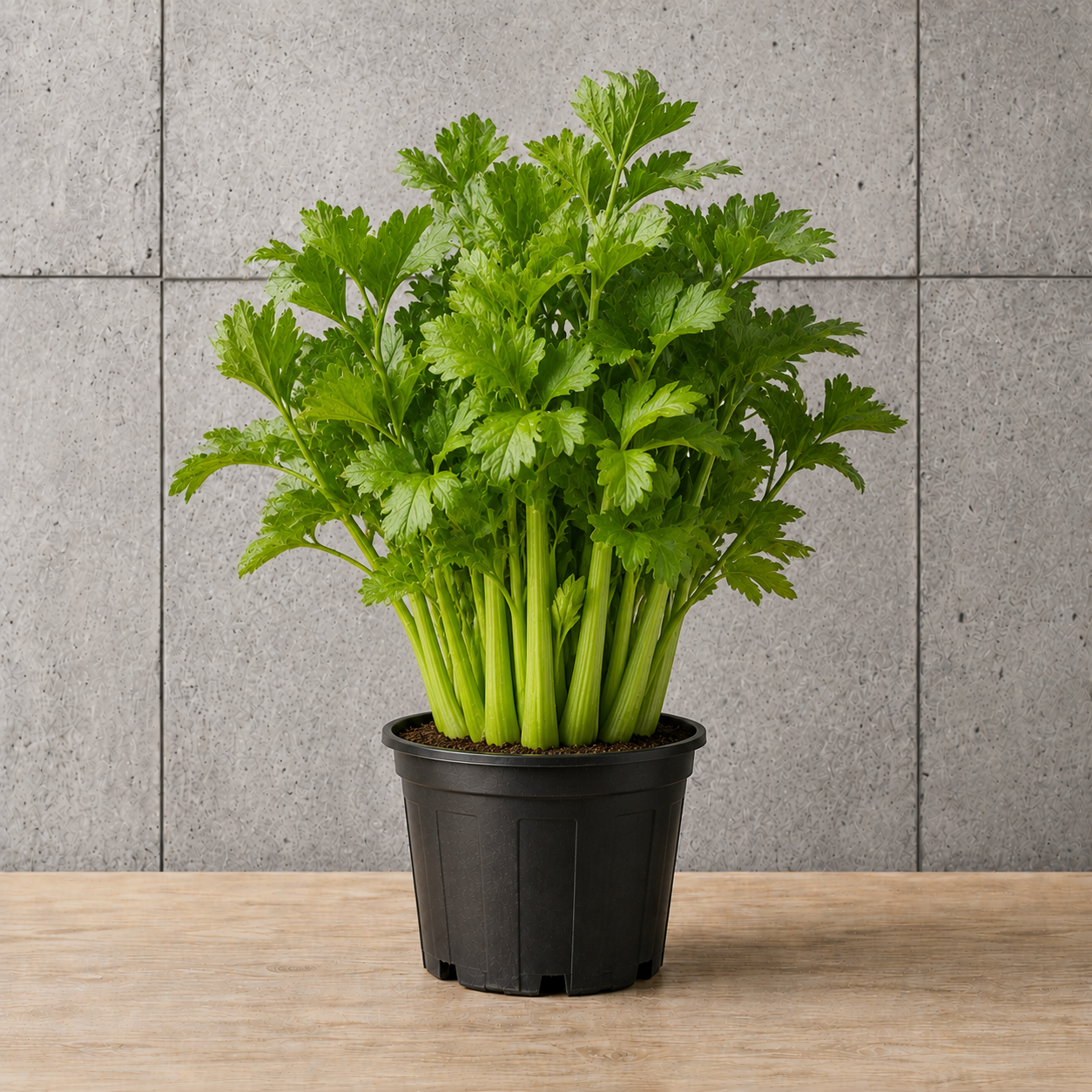 Potted Celery
