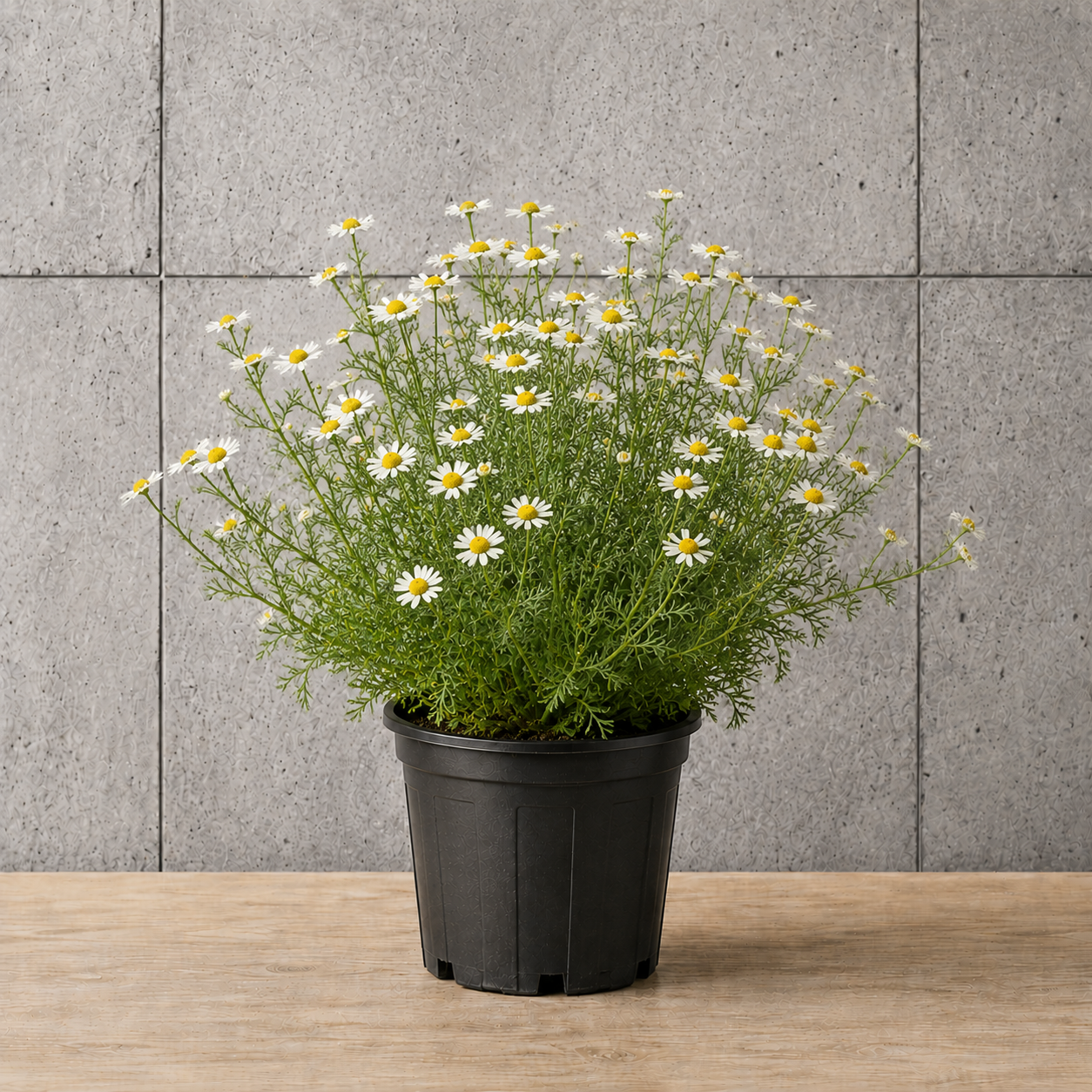 Potted Chamomile
