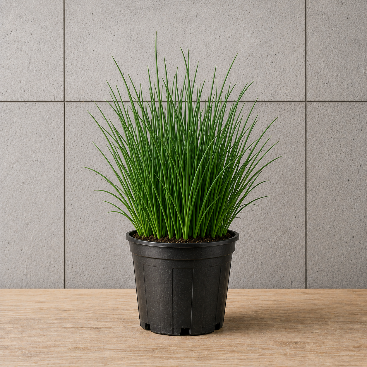 Potted Chive