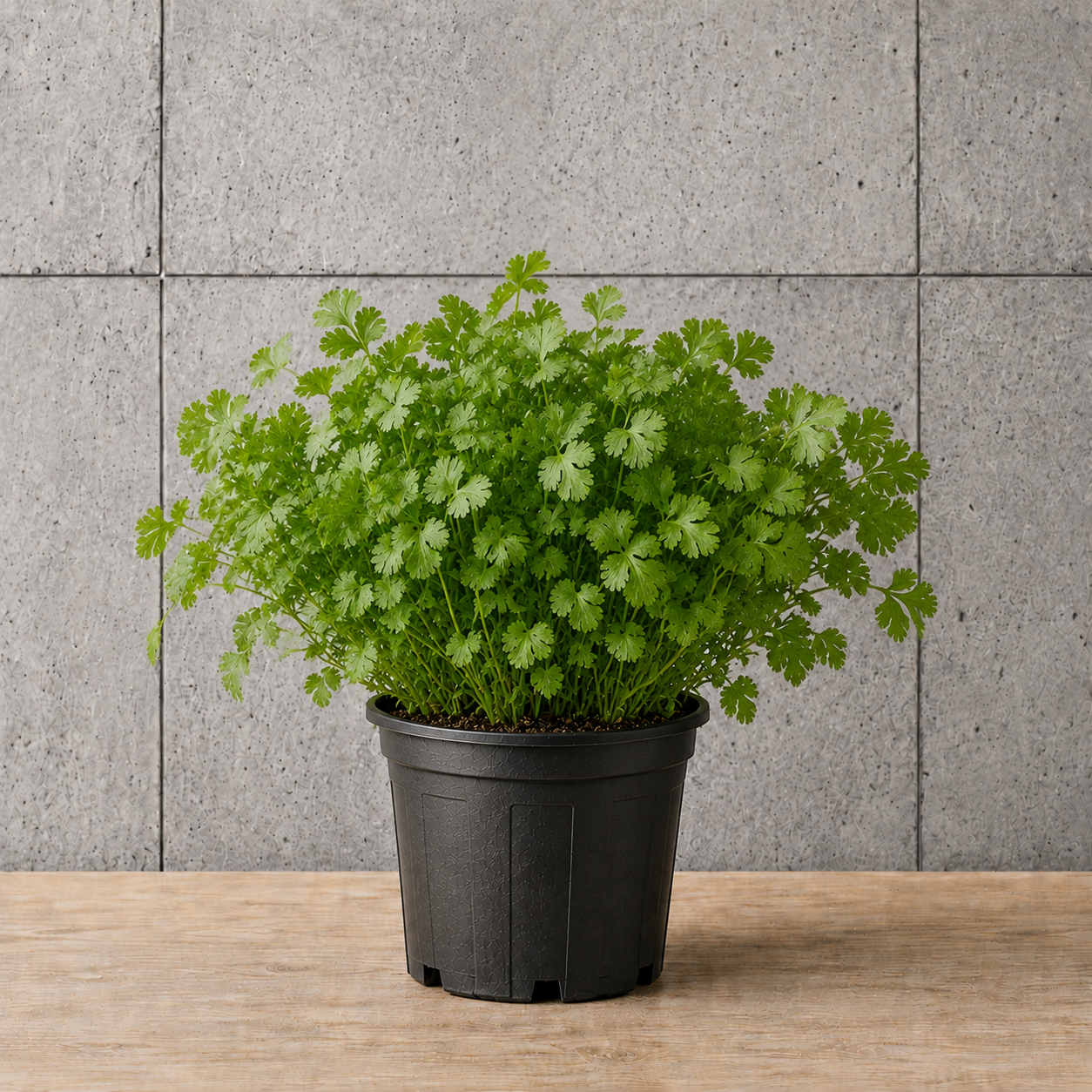 Potted Coriander/Cilantro