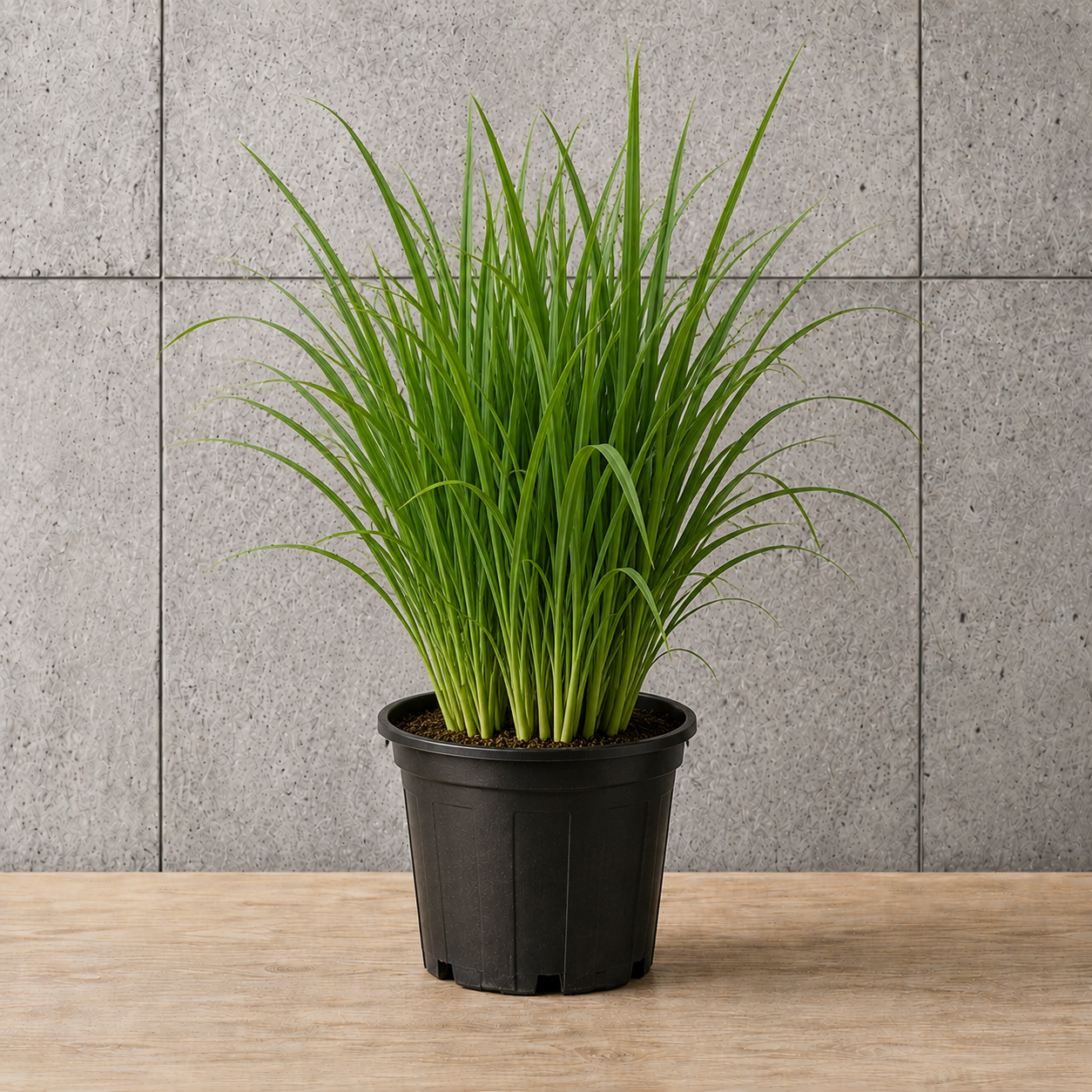 Potted Lemongrass
