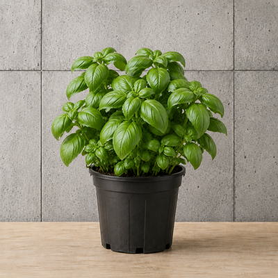 Potted Basil