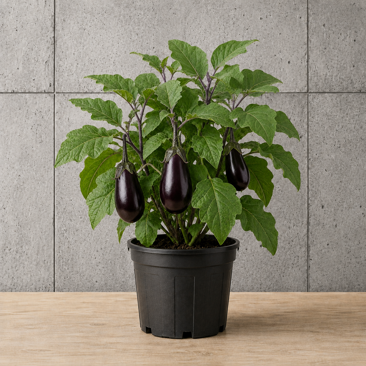 Potted Eggplant