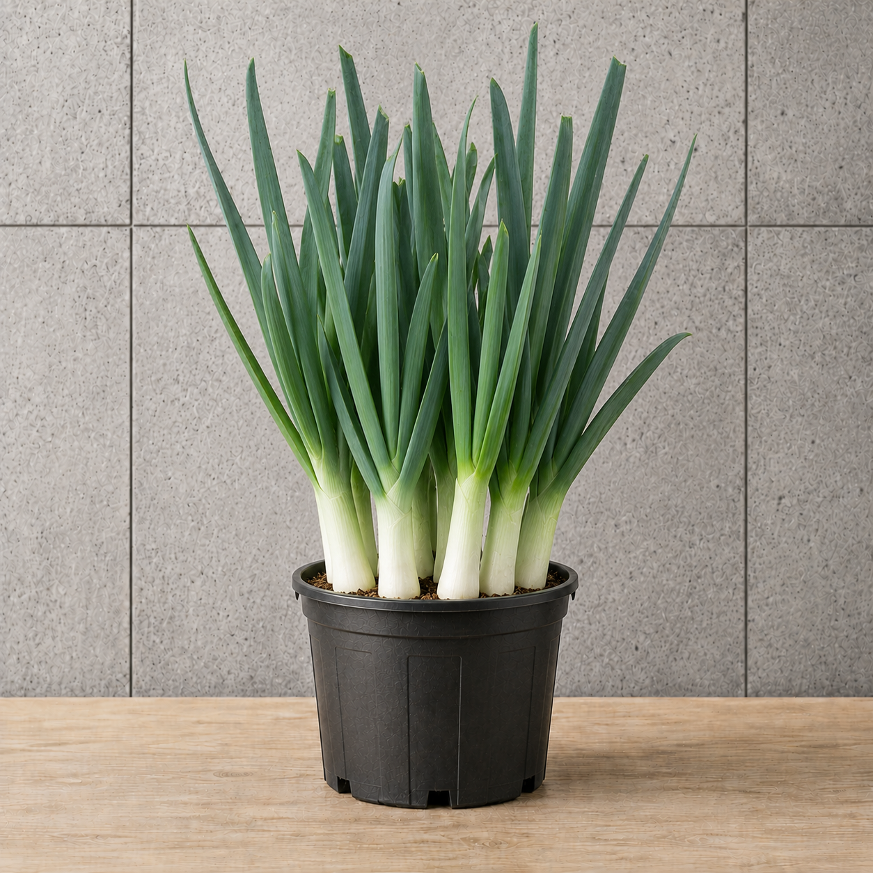 Potted Leek